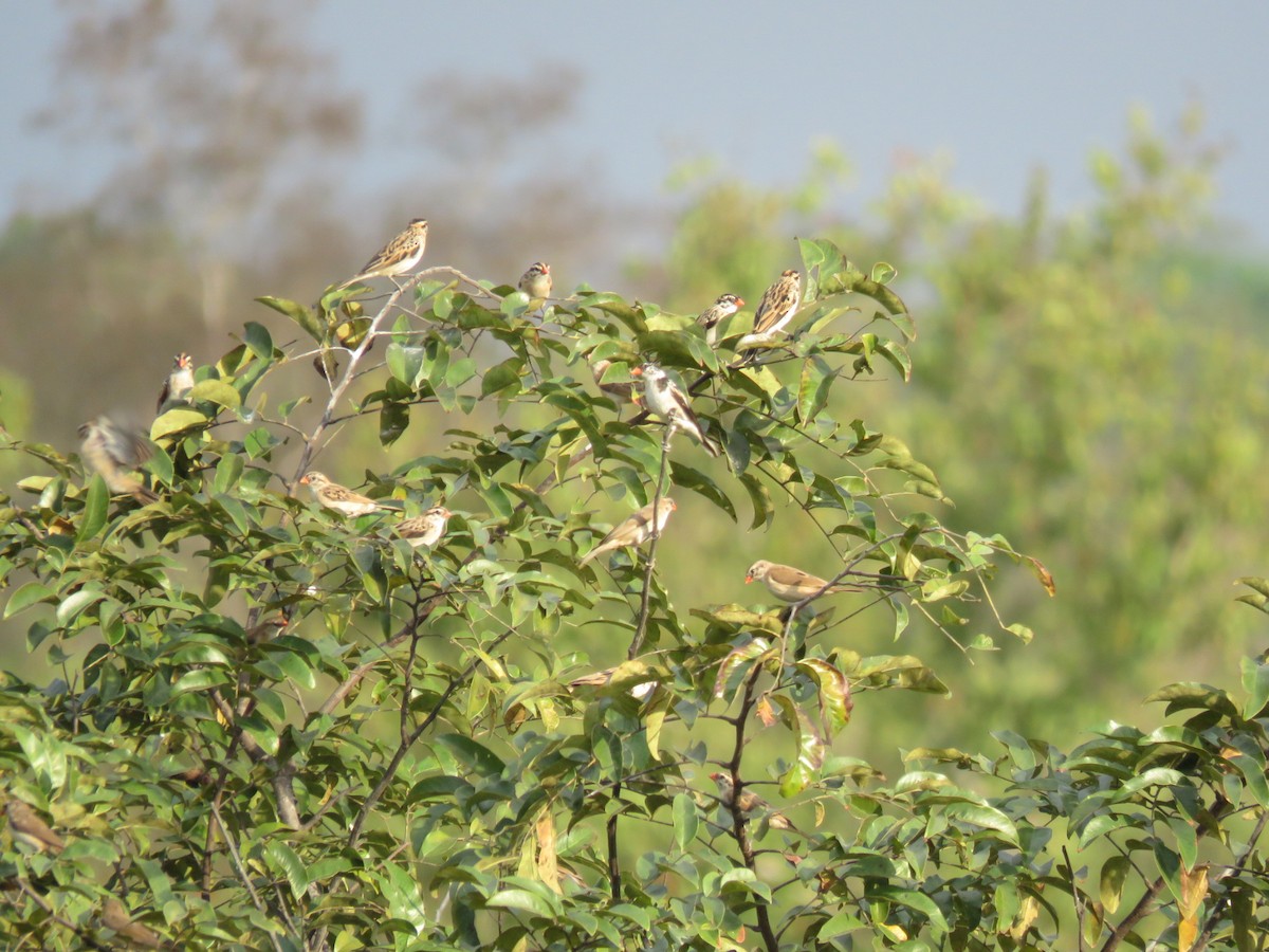 vdovka černobílá - ML646512155