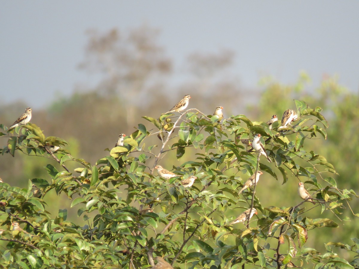 vdovka černobílá - ML646512156