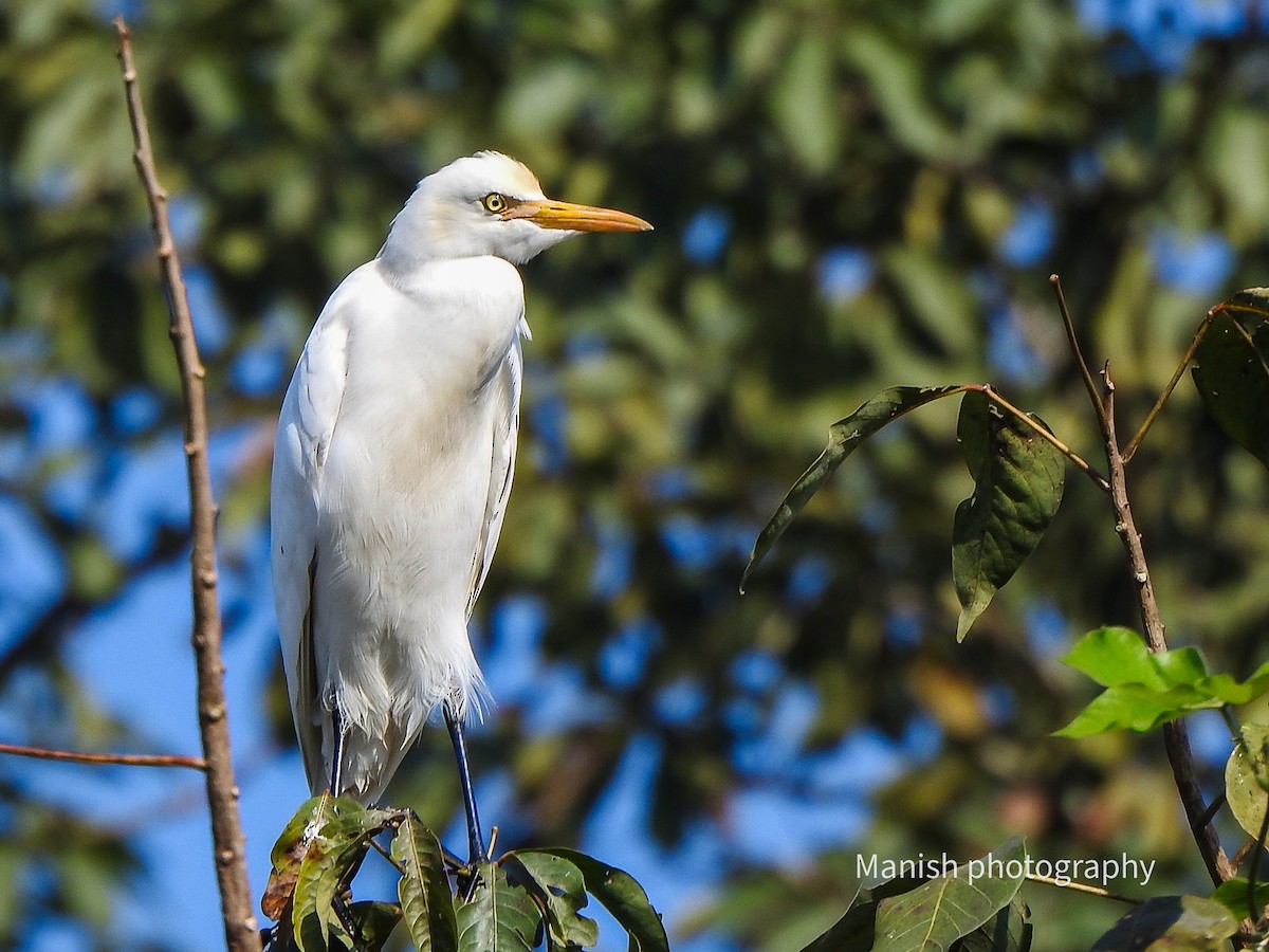 Doğulu Sığır Balıkçılı - ML646512158