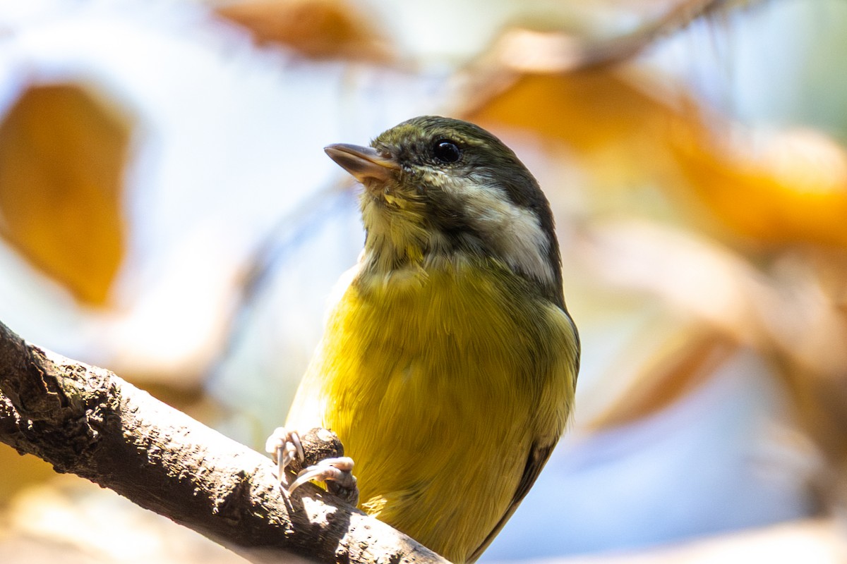 Yellow-bellied Tit - ML646512161