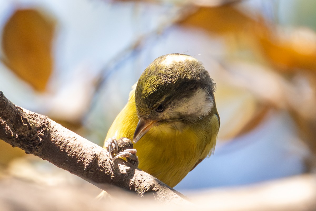 Yellow-bellied Tit - ML646512162