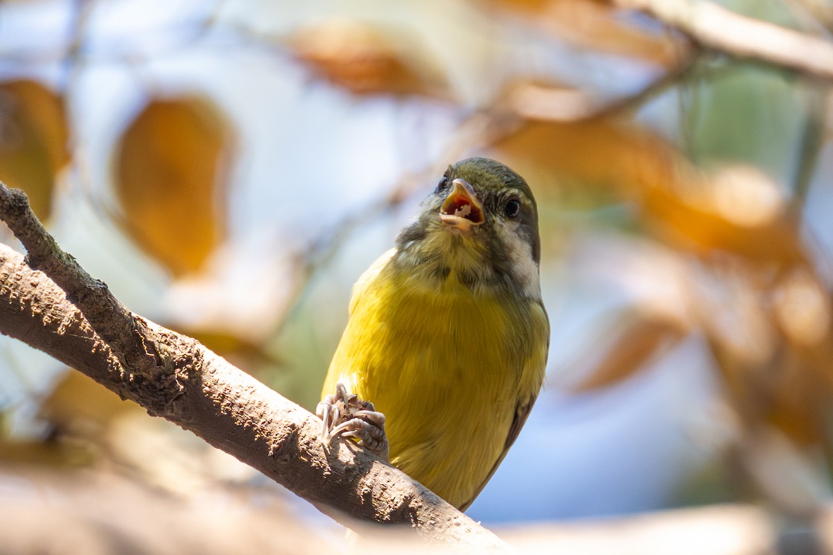 Yellow-bellied Tit - ML646512163