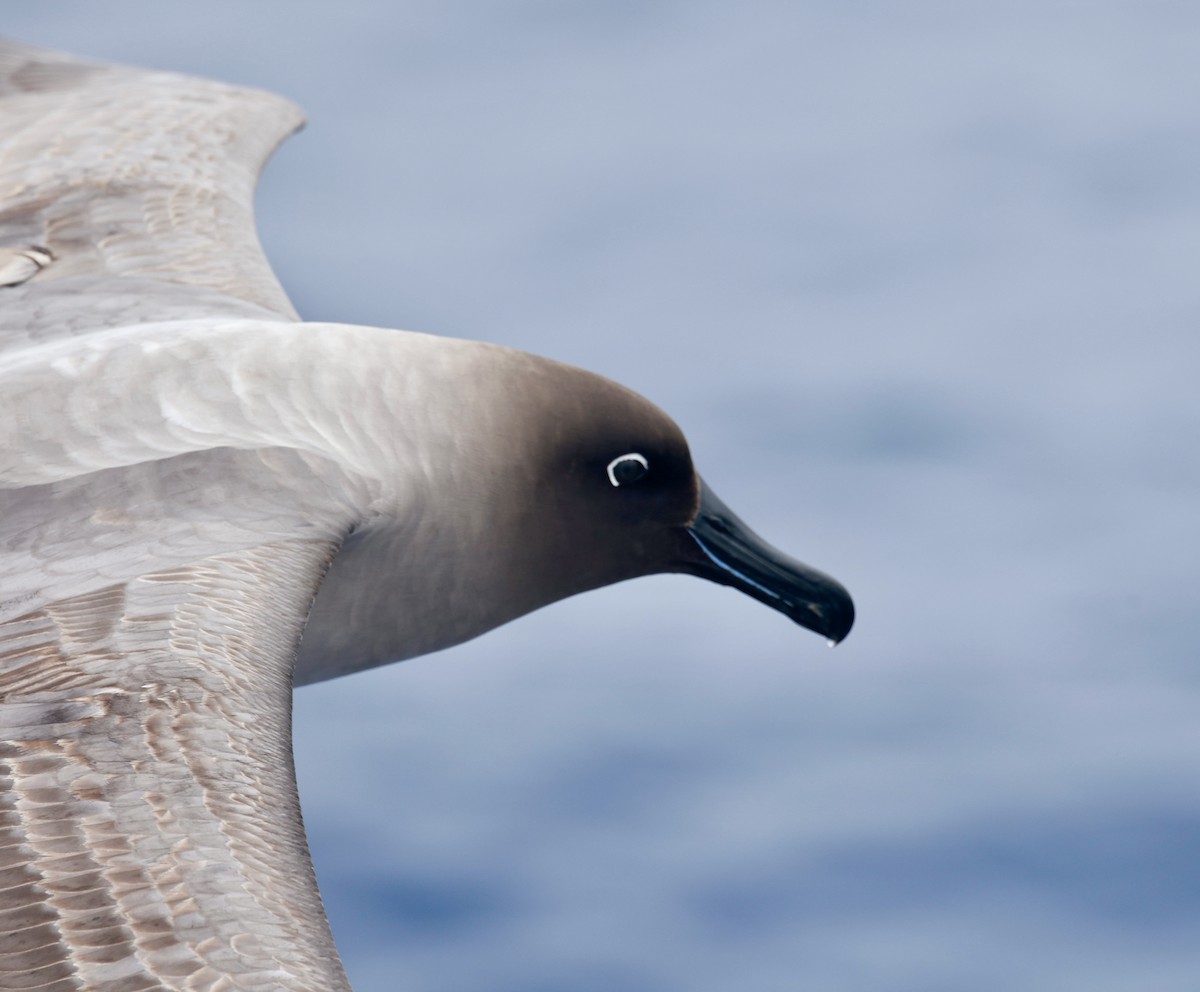 Light-mantled Albatross - ML646512169