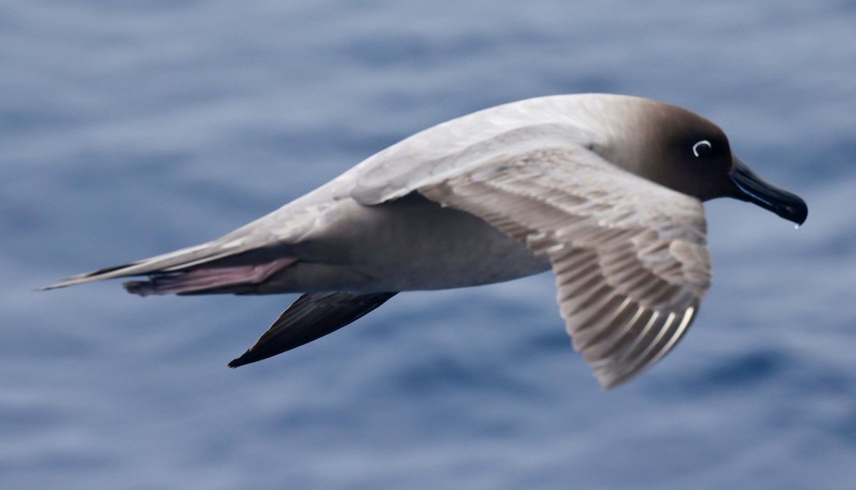 Light-mantled Albatross - ML646512171