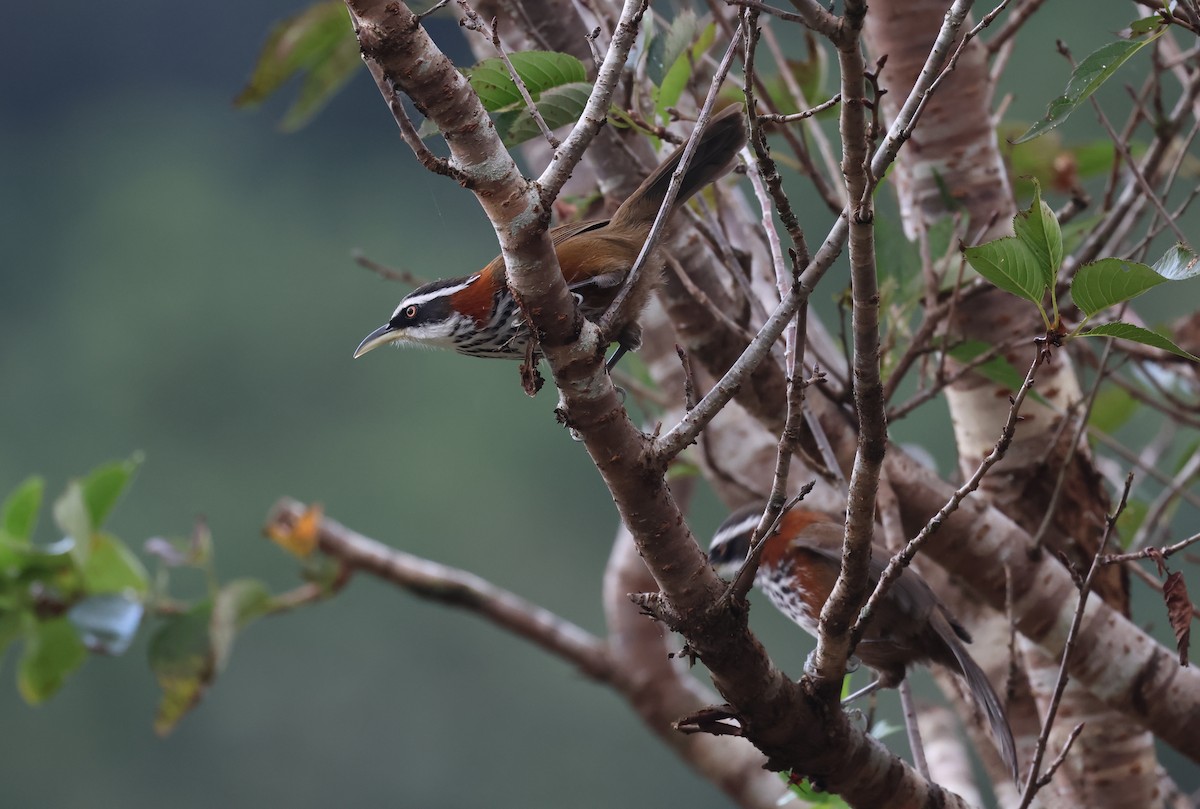 小彎嘴 - ML646512174