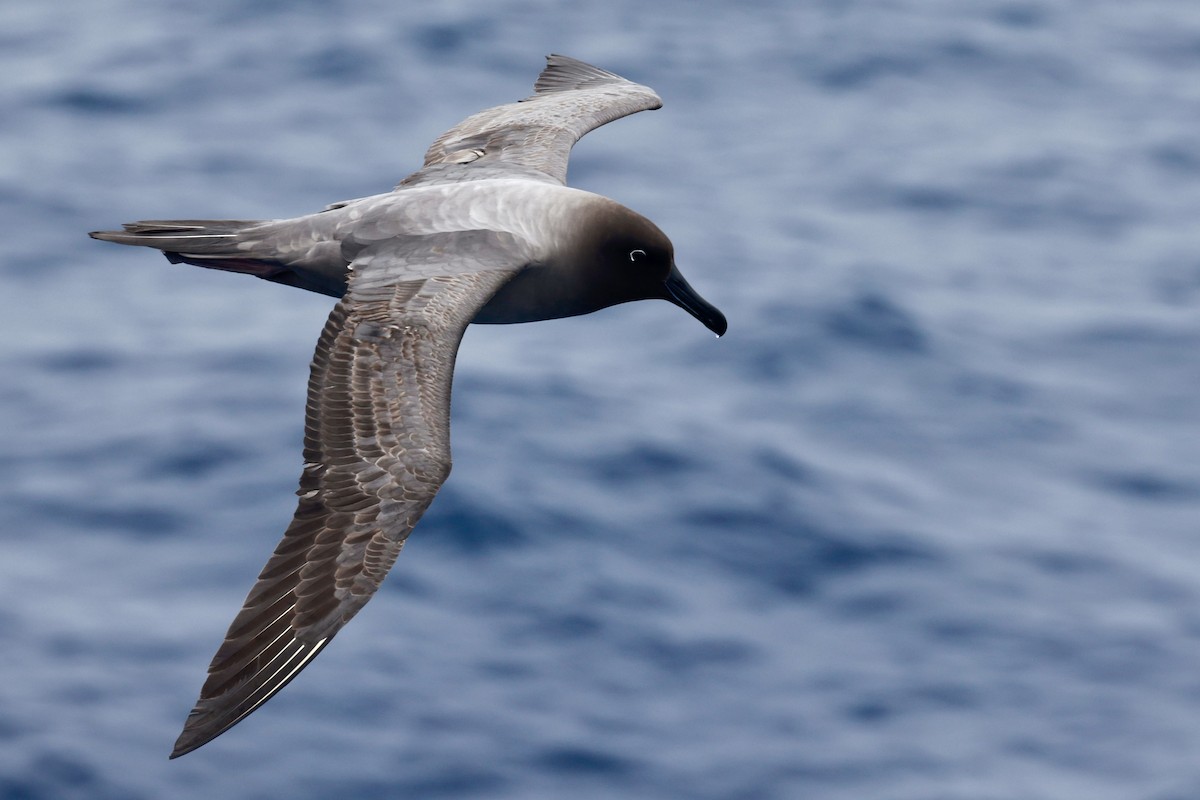 Light-mantled Albatross - ML646512175