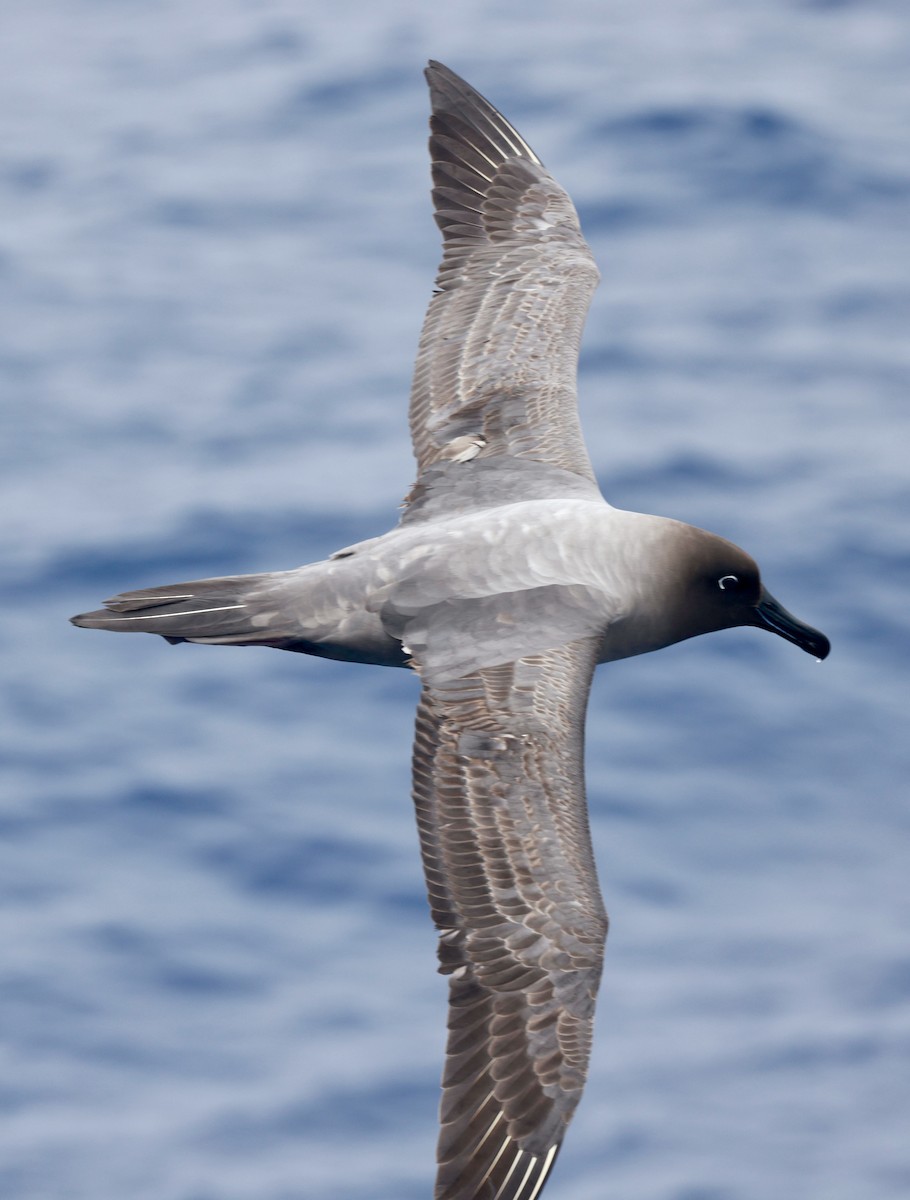 Light-mantled Albatross - ML646512176