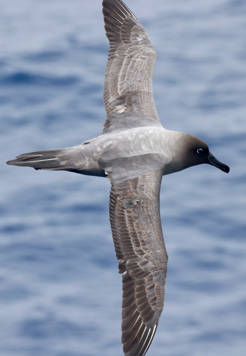 Light-mantled Albatross - ML646512177