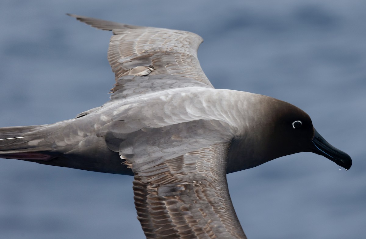 Light-mantled Albatross - ML646512178