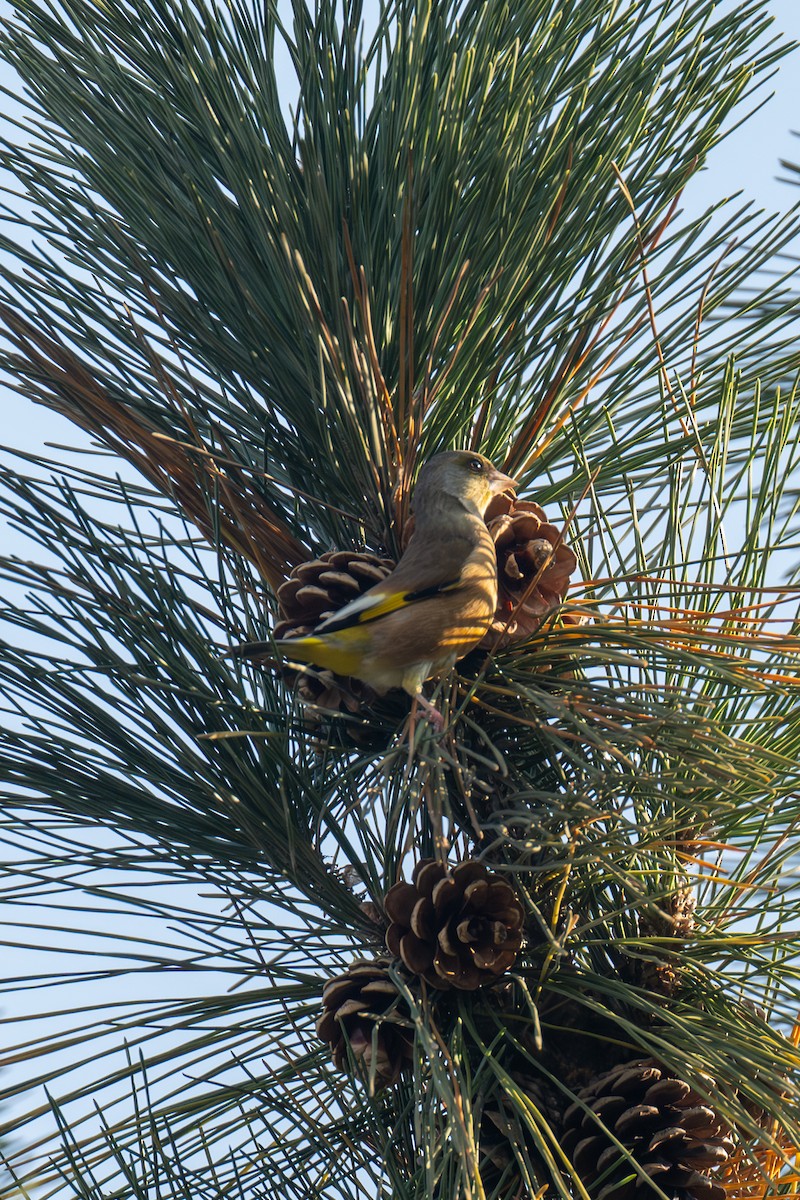 Нангиад ногоолдой - ML646512179