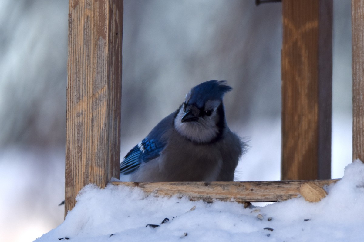 Сизойка блакитна - ML646512181