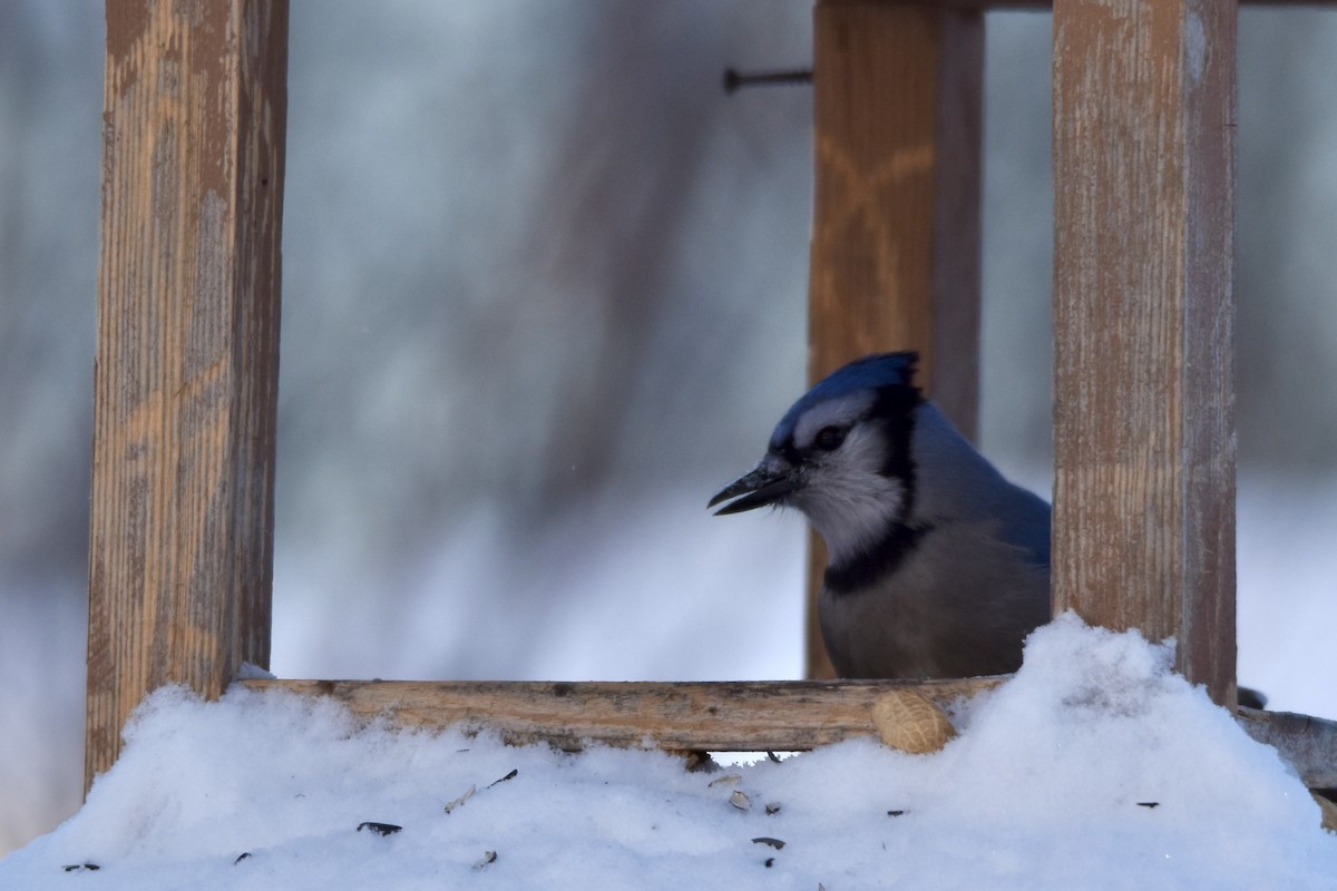 Сизойка блакитна - ML646512182