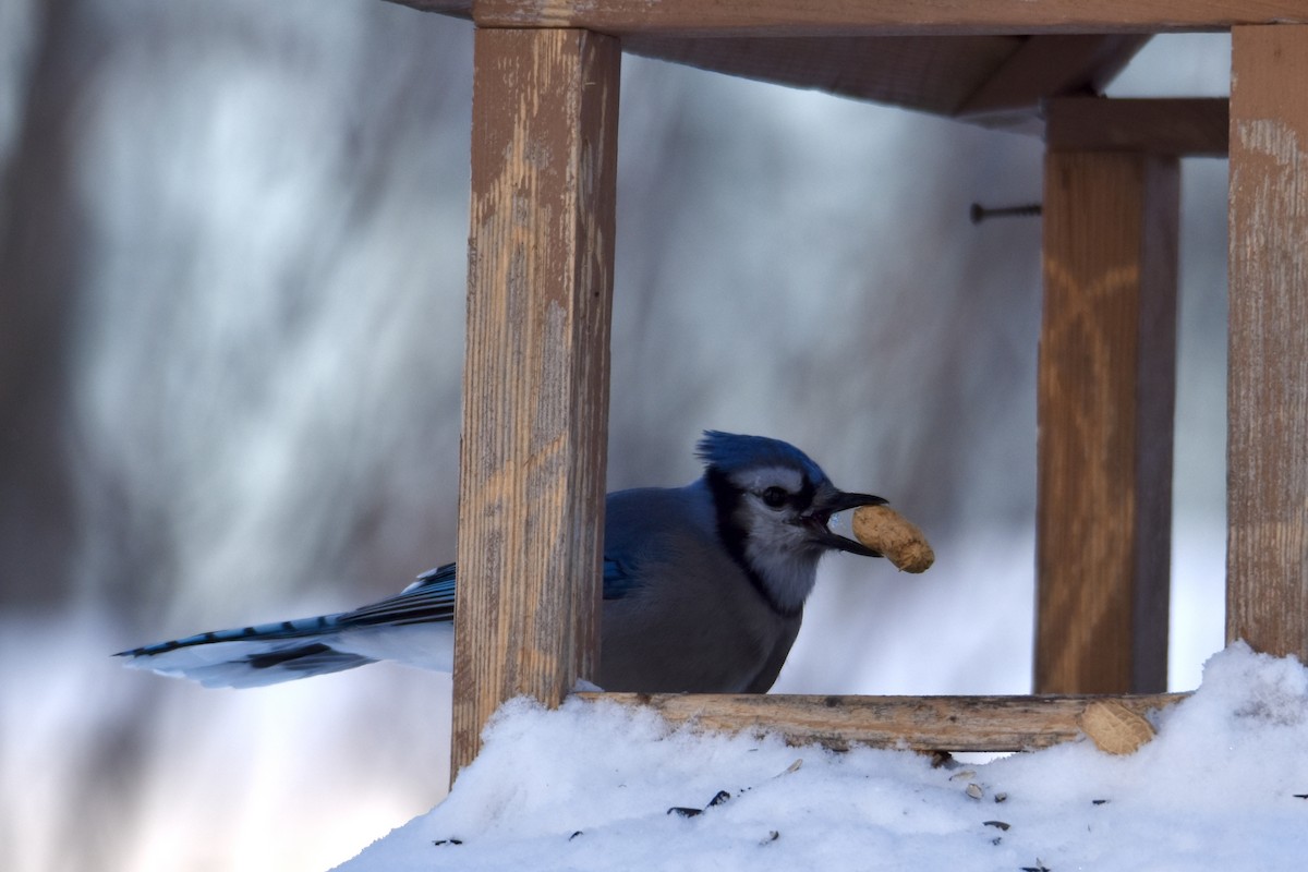 Сизойка блакитна - ML646512183