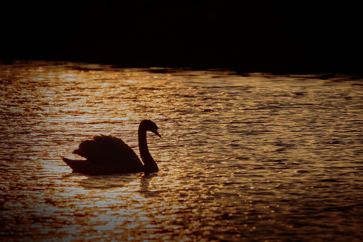 ברבור מצוי - ML646512185
