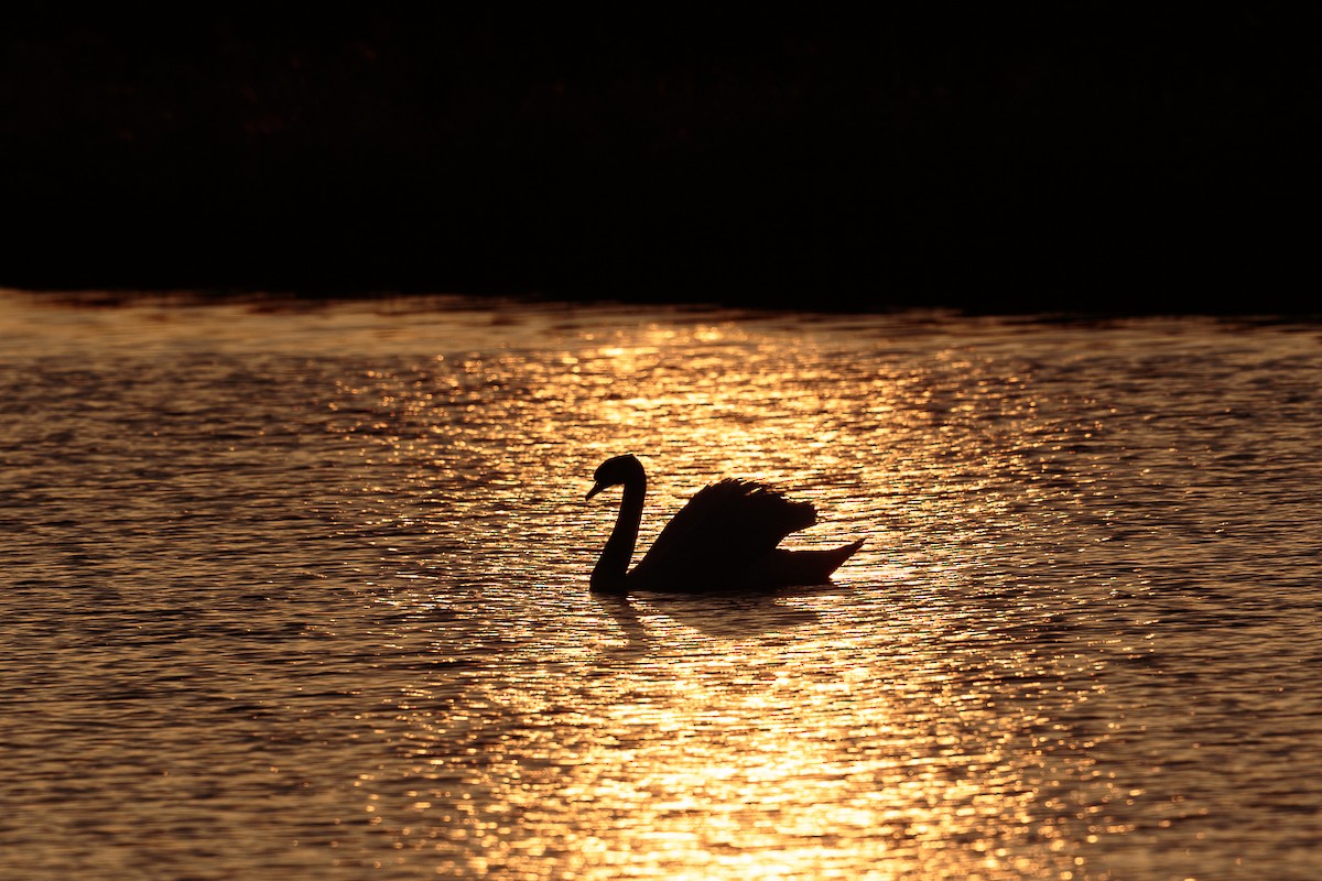 ברבור מצוי - ML646512186