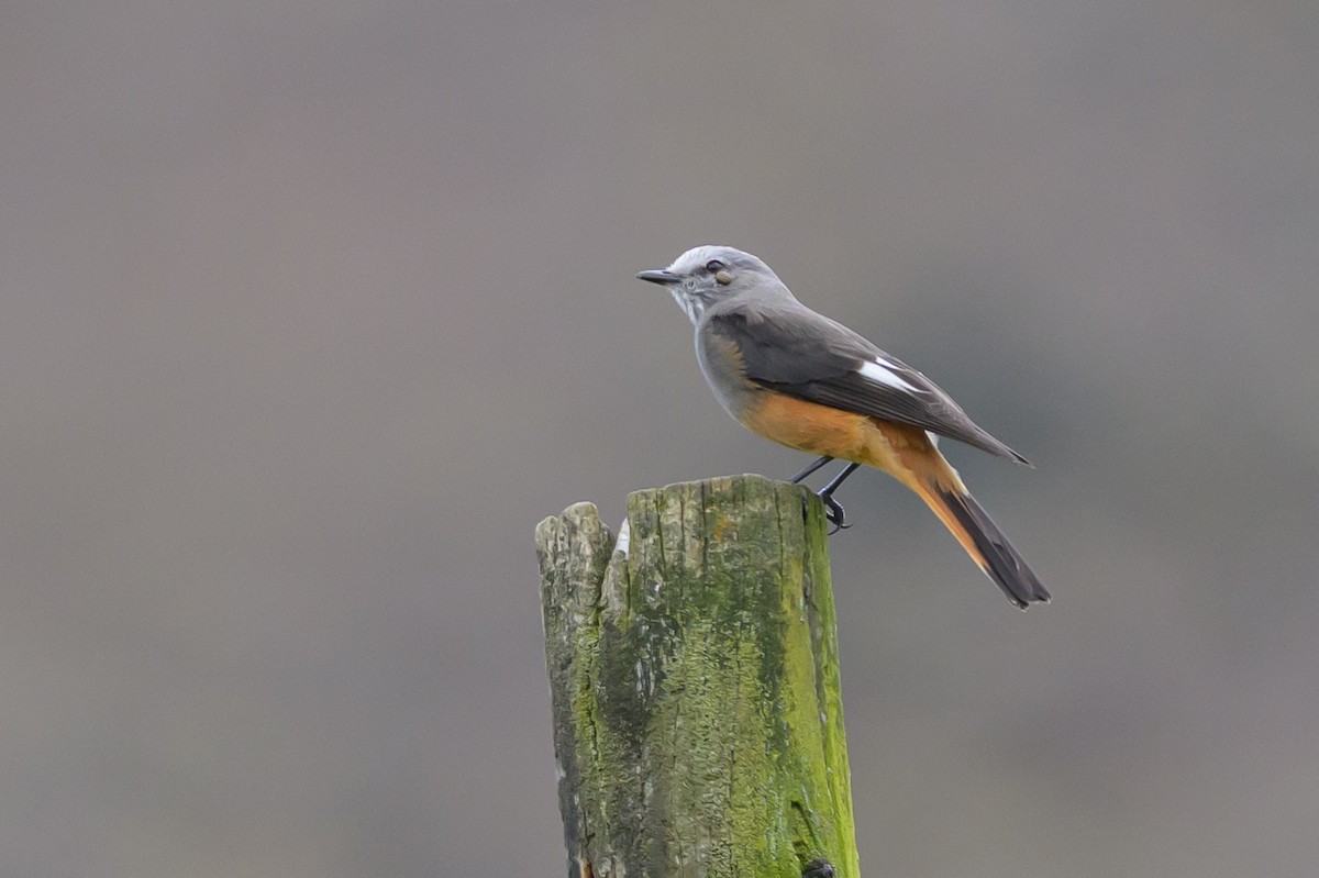 Kızıl Kuyruklu Çalı Tiranı - ML646512187