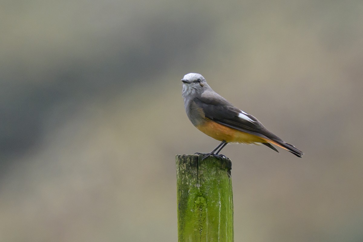 Kızıl Kuyruklu Çalı Tiranı - ML646512188