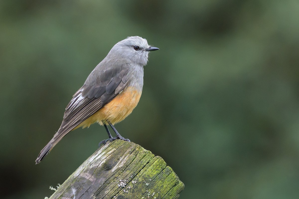 Kızıl Kuyruklu Çalı Tiranı - ML646512189