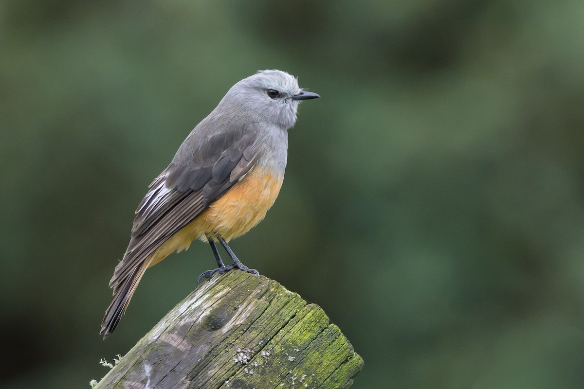 Kızıl Kuyruklu Çalı Tiranı - ML646512190