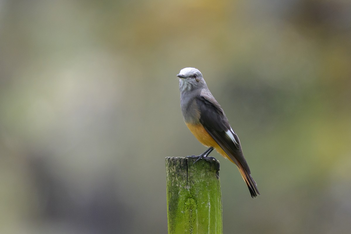 Kızıl Kuyruklu Çalı Tiranı - ML646512191