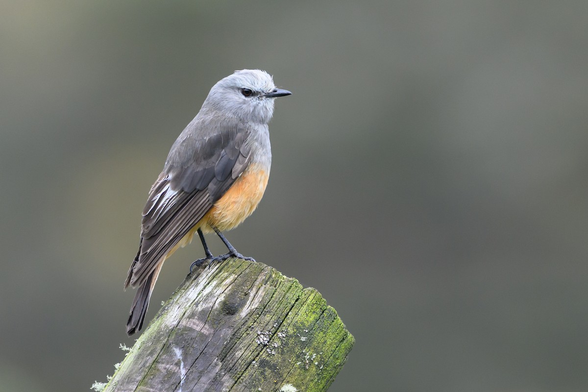 Kızıl Kuyruklu Çalı Tiranı - ML646512192