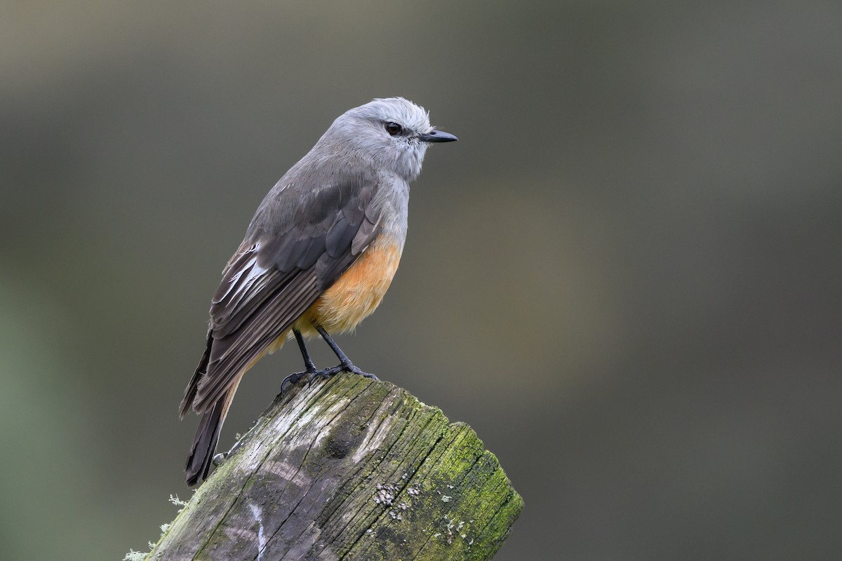 Kızıl Kuyruklu Çalı Tiranı - ML646512194