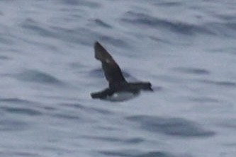 Common Diving-Petrel - ML646512197
