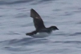 Common Diving-Petrel - ML646512198