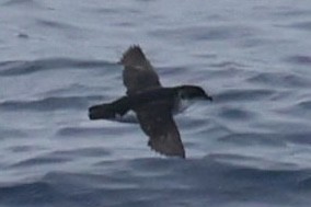 Common Diving-Petrel - ML646512199