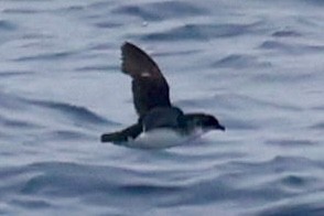 Common Diving-Petrel - ML646512200