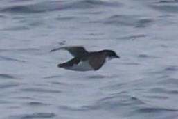 Common Diving-Petrel - ML646512201