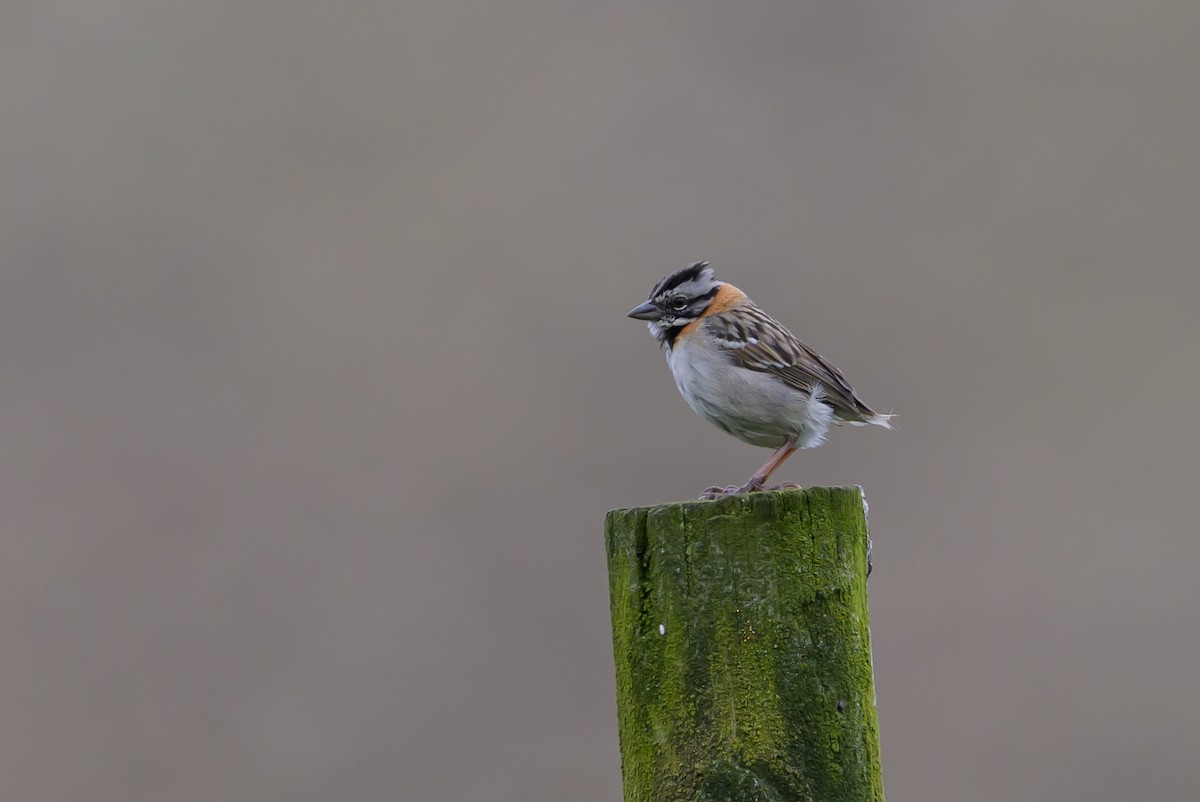 Rufous-collared Sparrow - ML646512204