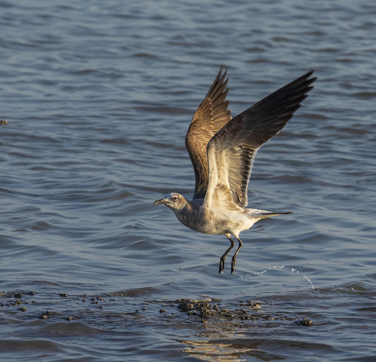 Laughing Gull - ML646512206