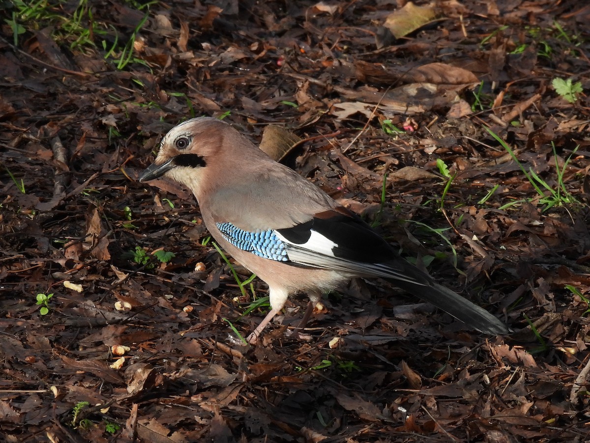 カケス - ML646512207