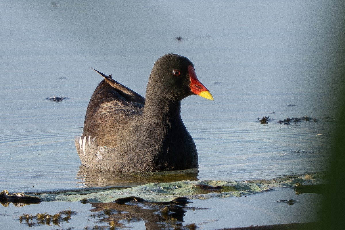 Gallineta Común - ML646512209