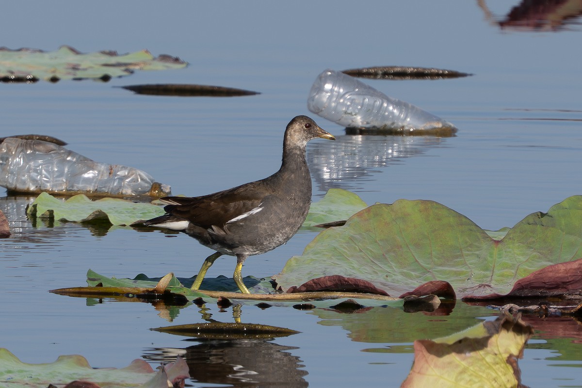 Gallineta Común - ML646512210
