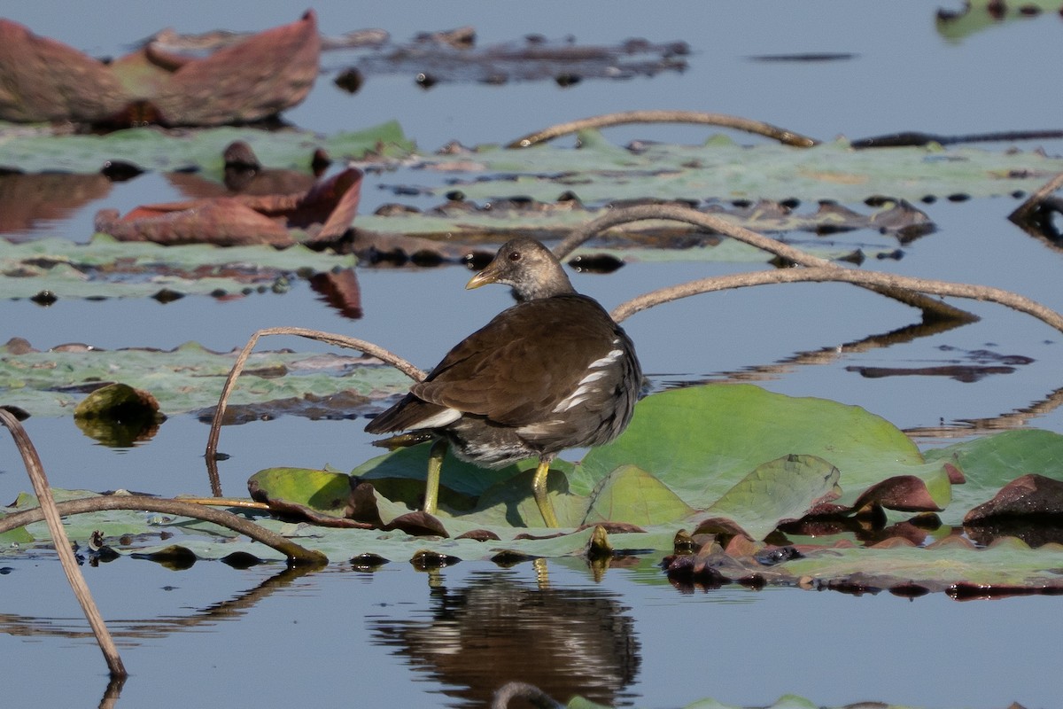 Gallineta Común - ML646512211