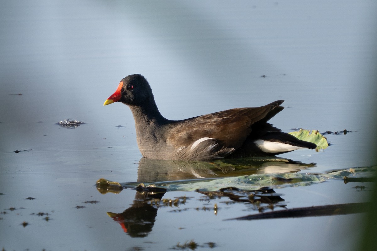 Gallineta Común - ML646512212