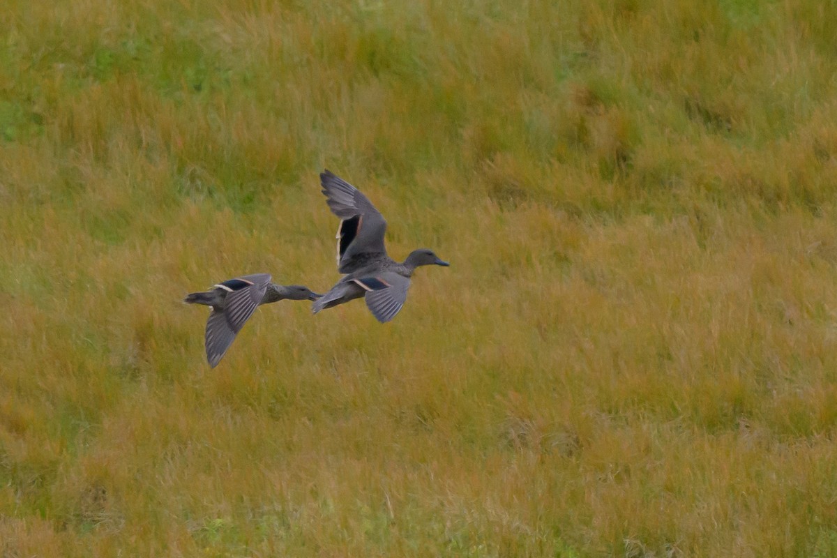 Sarcelle des Andes - ML646512213