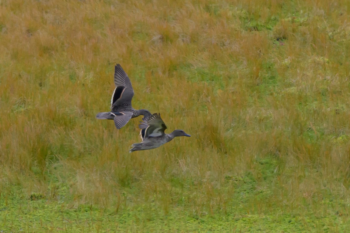 Sarcelle des Andes - ML646512214