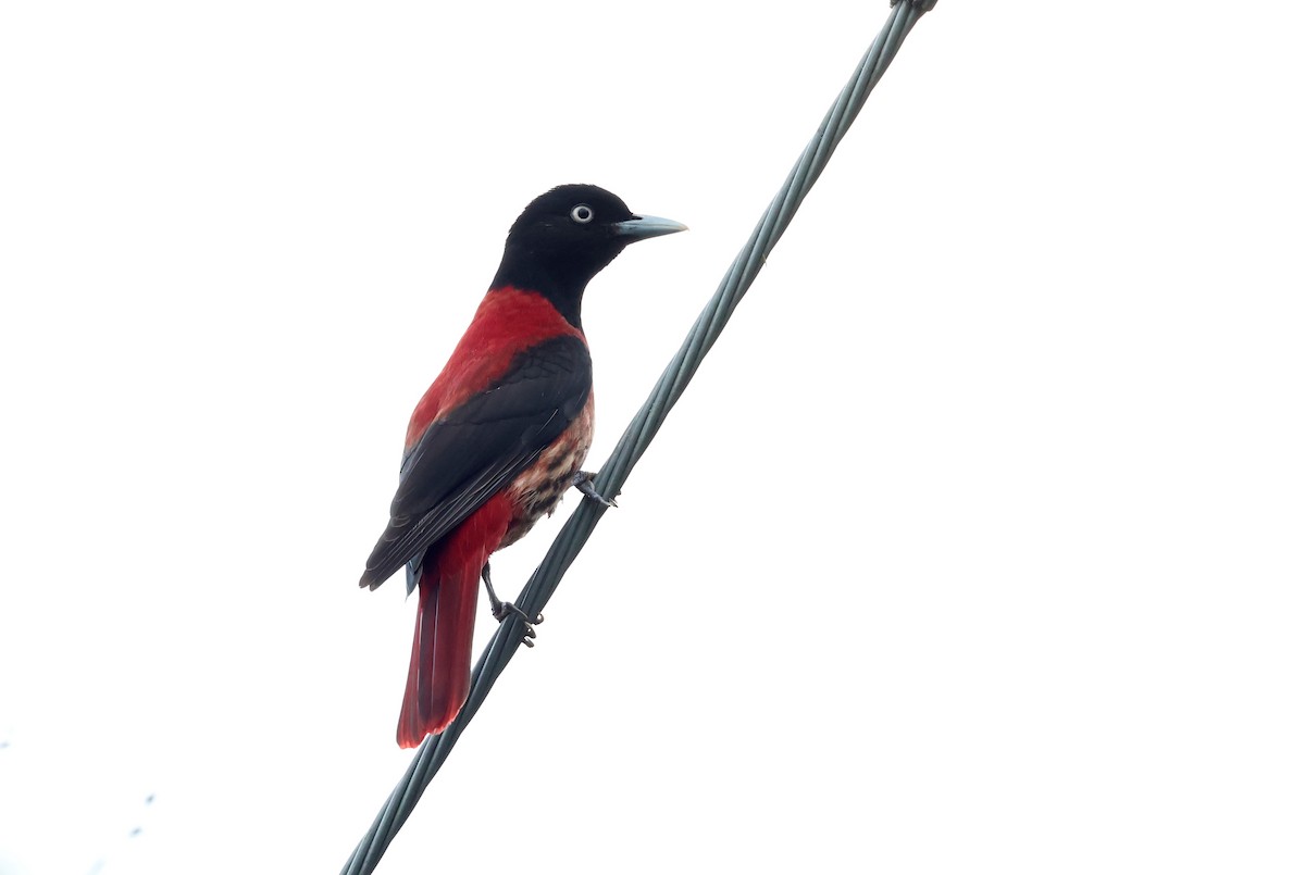 朱鸝 - ML646512216