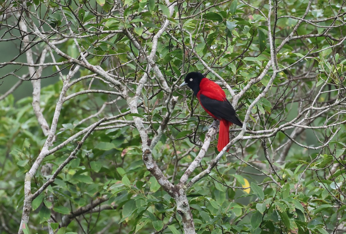 朱鸝 - ML646512217