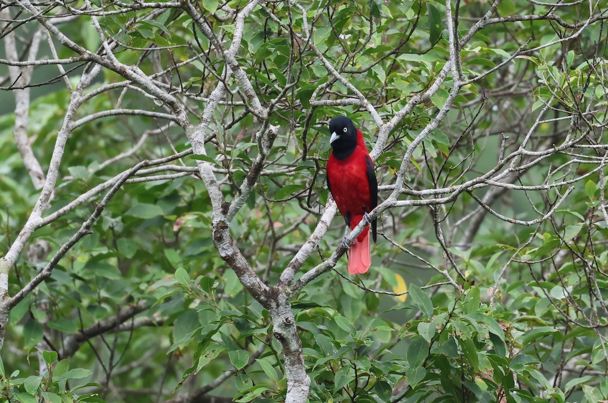 朱鸝 - ML646512218