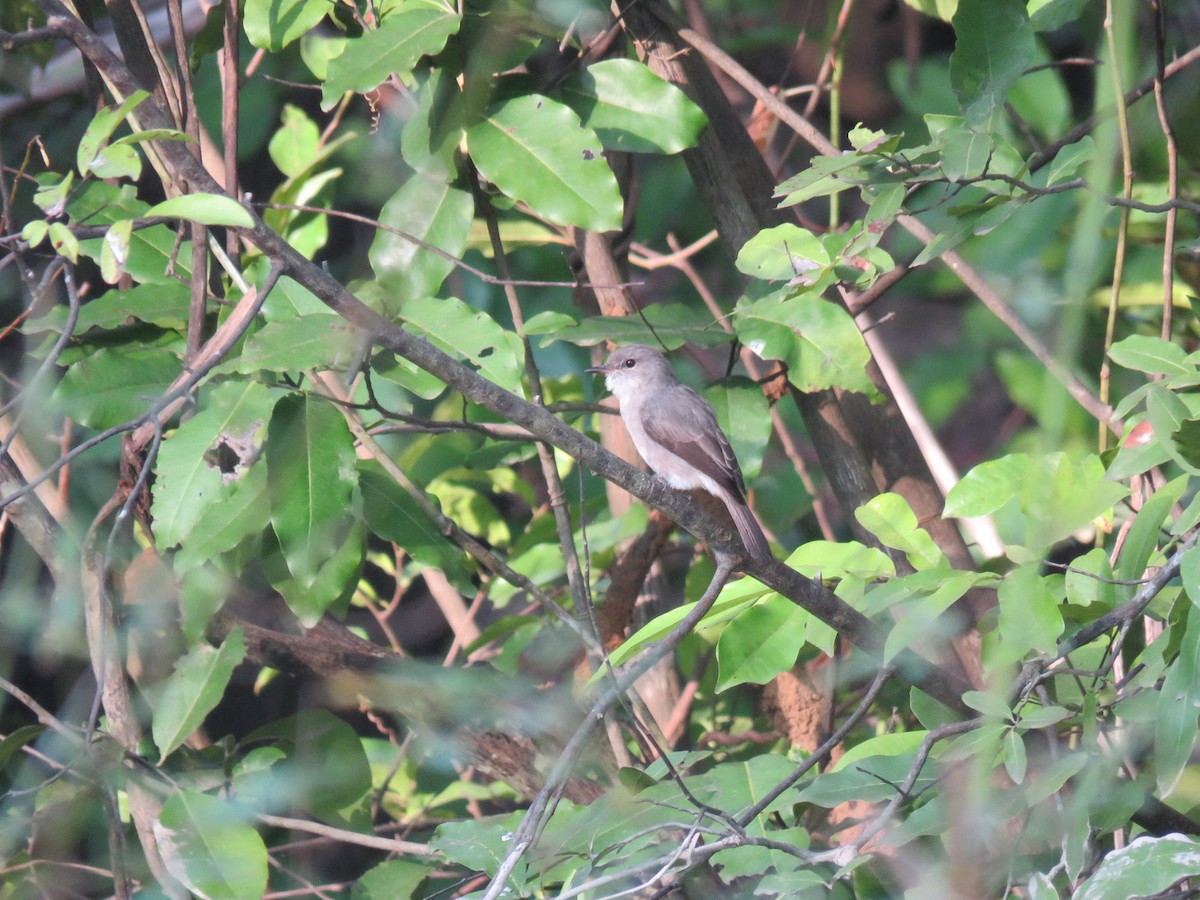 Swamp Flycatcher - ML646512219