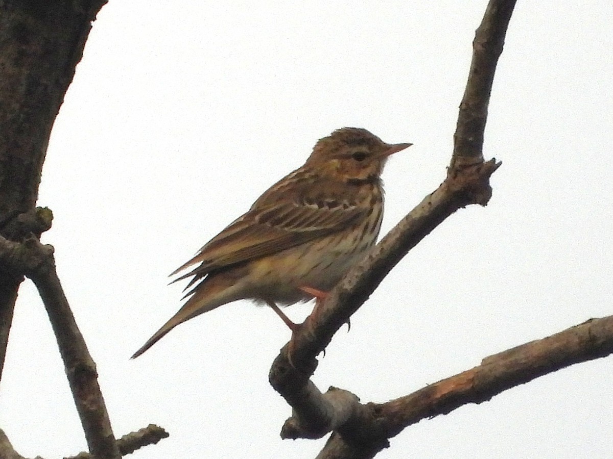 Лесной конёк - ML646512229