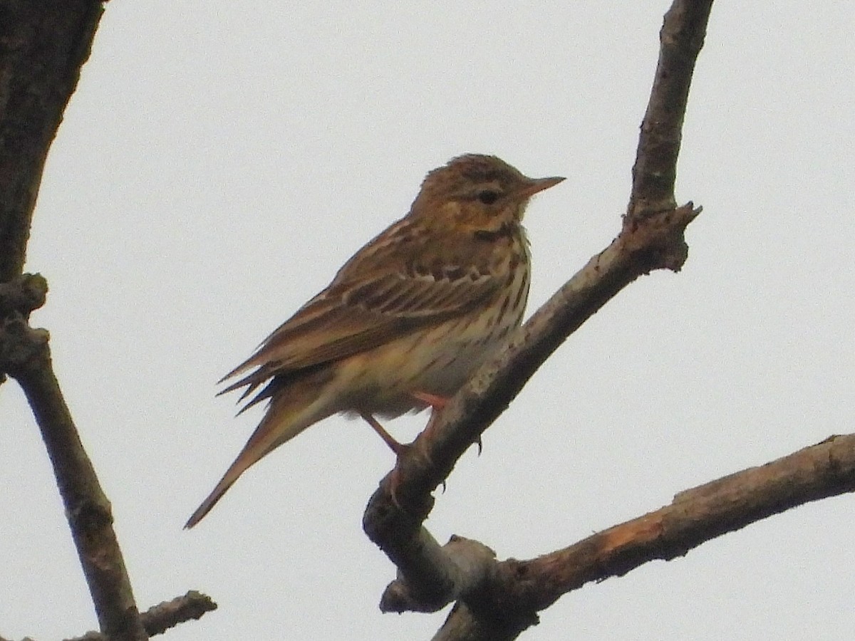 Лесной конёк - ML646512232