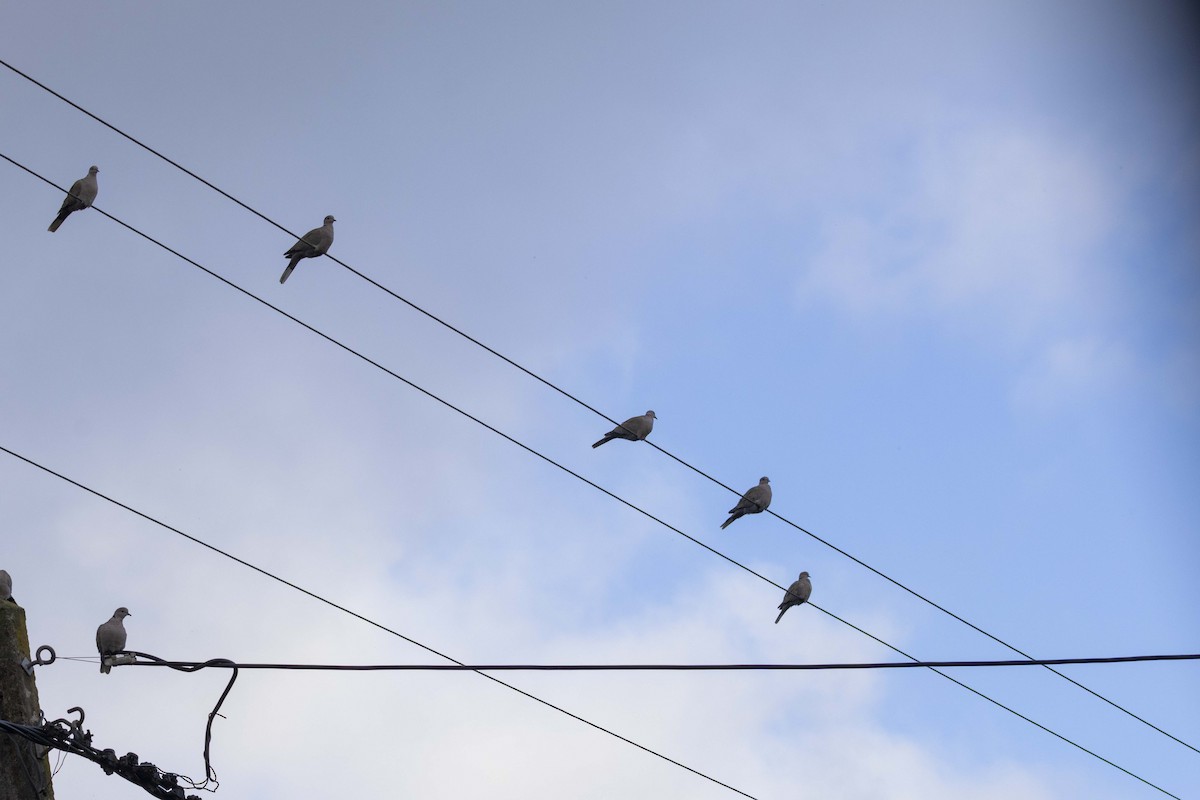 tyrkerdue - ML646512236