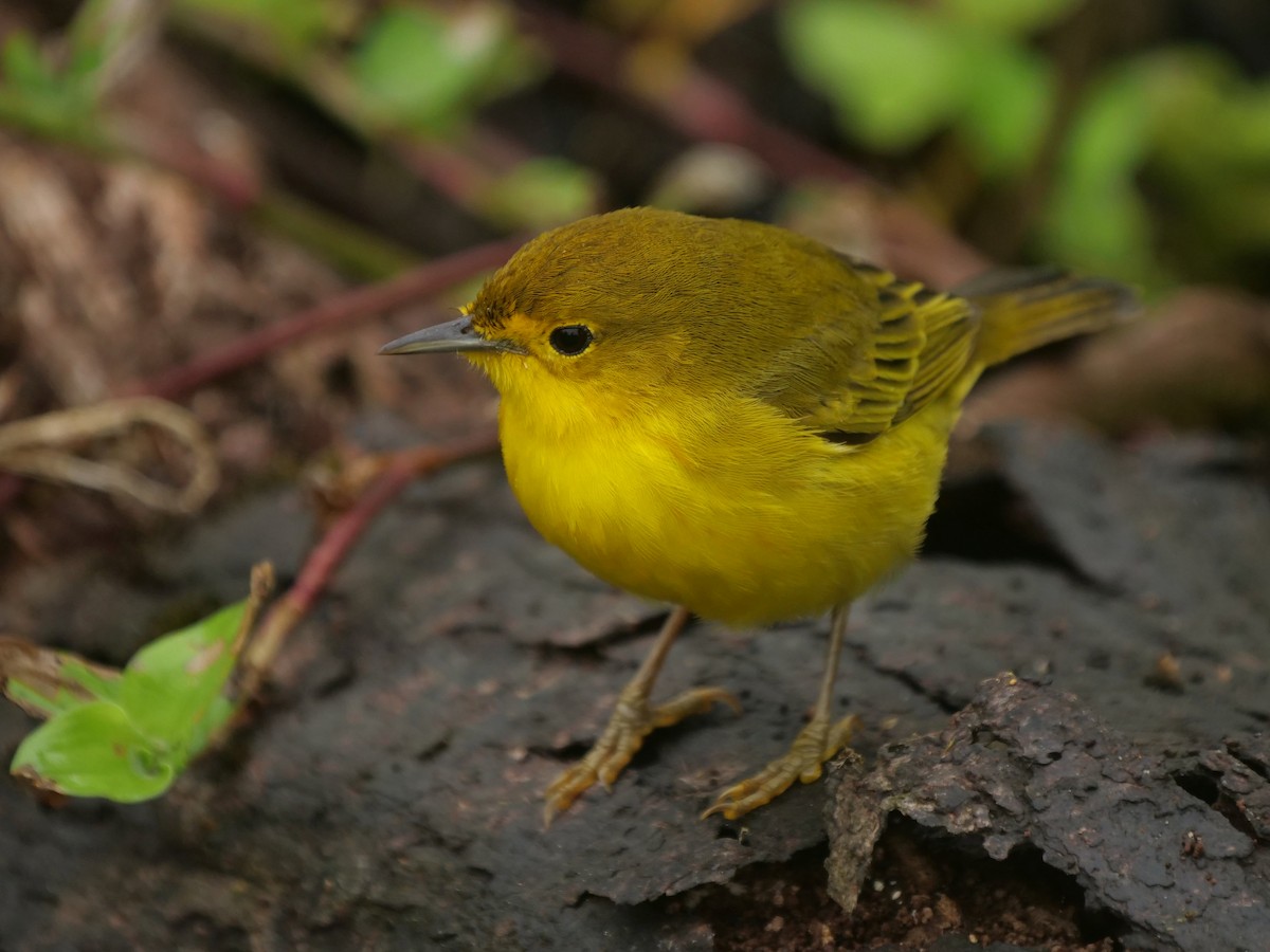 Reinita de Manglar - ML646512237