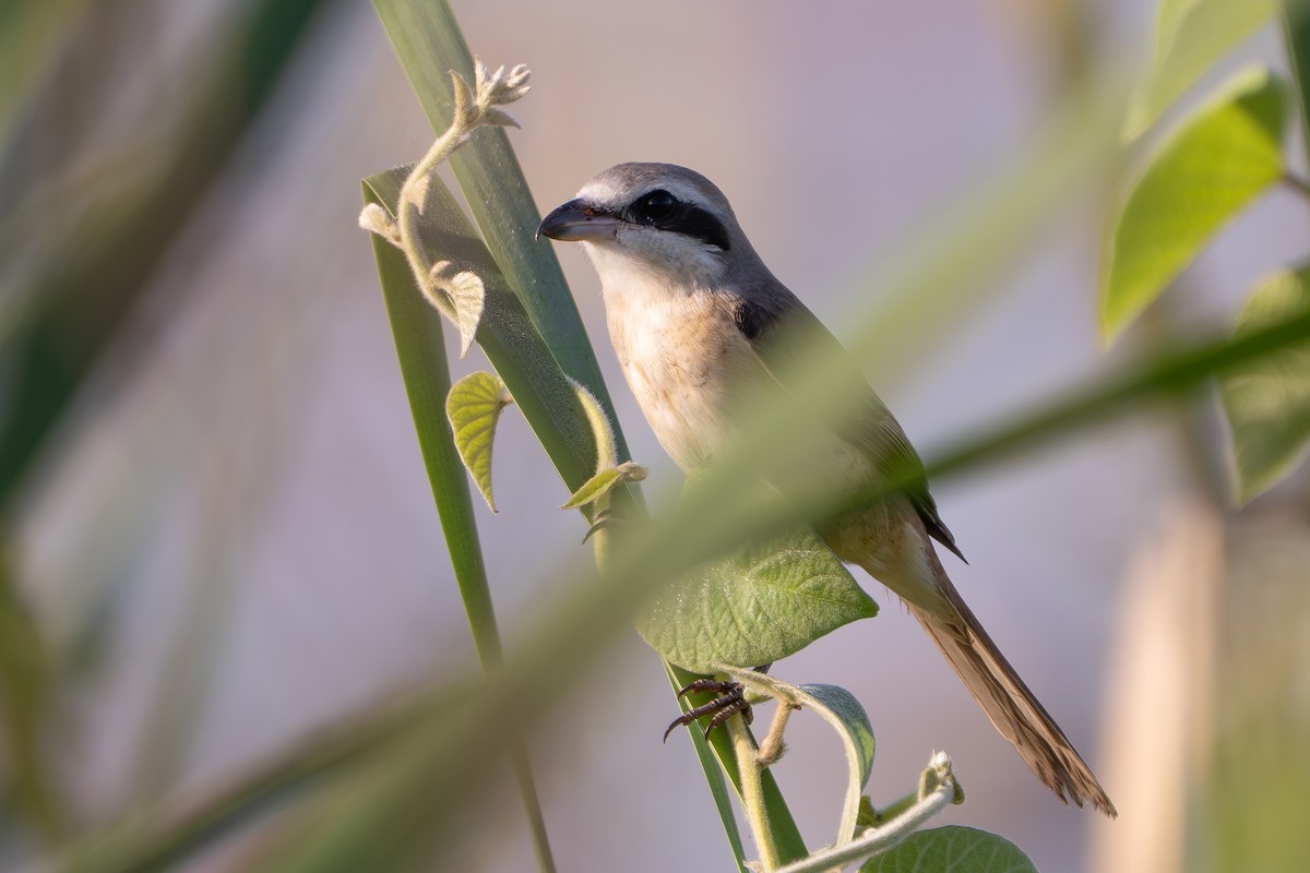 Alcaudón Pardo - ML646512238