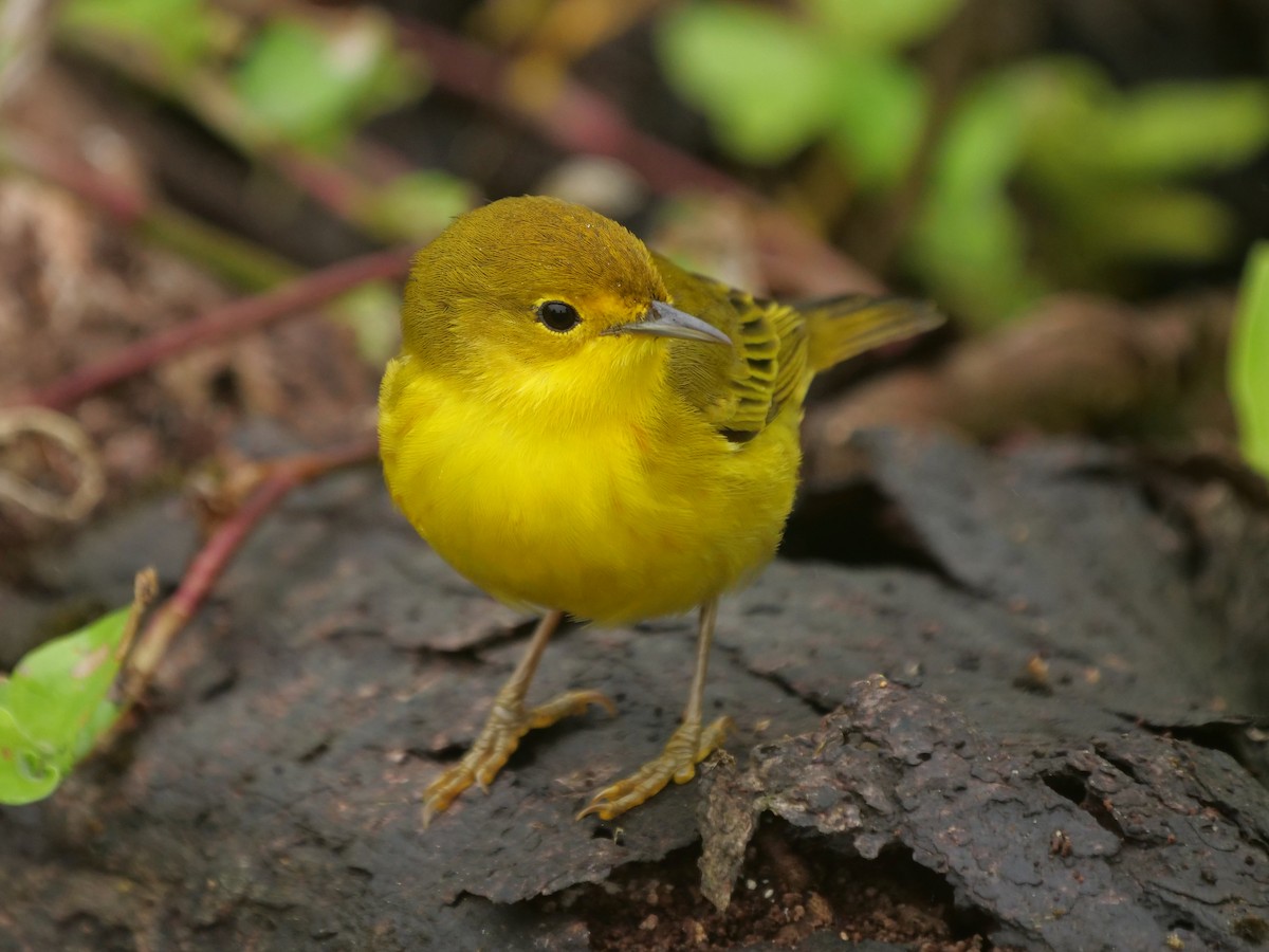 Reinita de Manglar - ML646512239